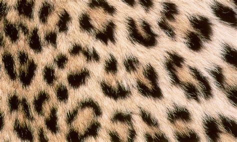Cheetah PenalbaWeb.com