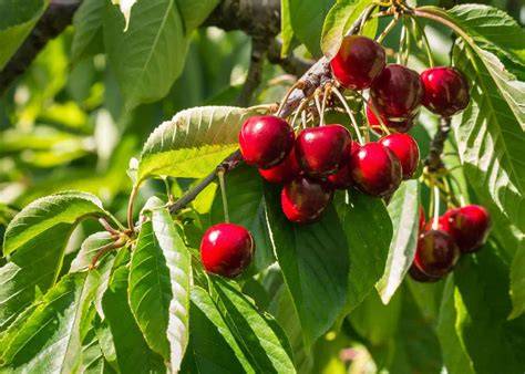Cherry PenalbaWeb.com