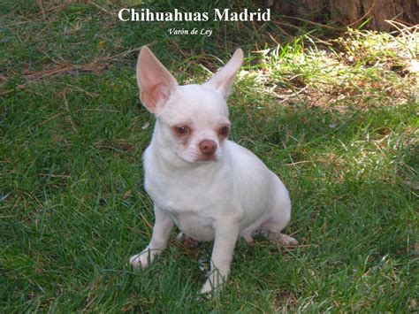 Chihuahua madrid PenalbaWeb.com