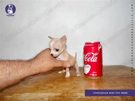 Chihuahua mini toy bolsillo PenalbaWeb.com