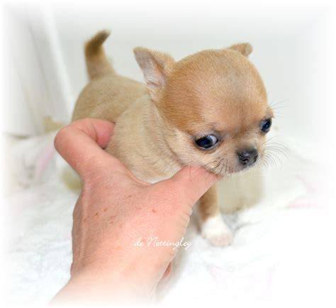Chihuahua mini PenalbaWeb.com