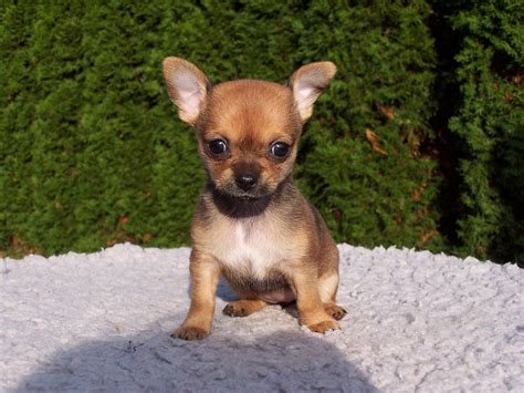 Chihuahuas gratis PenalbaWeb.com