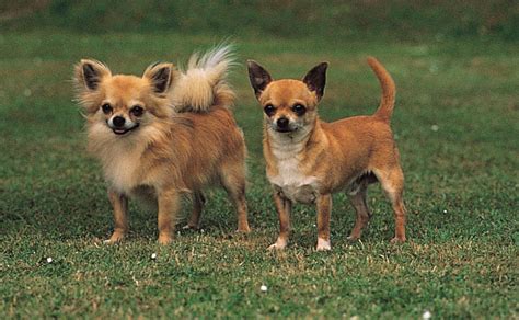 Chihuahuas PenalbaWeb.com