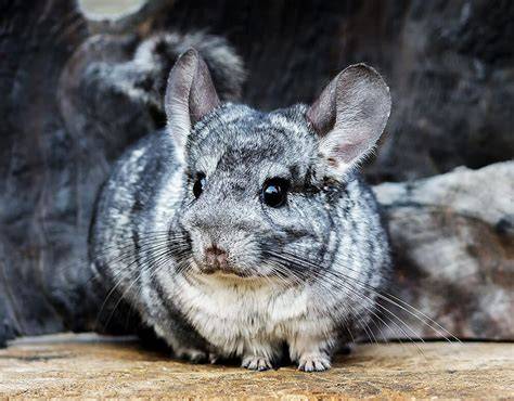 Chinchilla PenalbaWeb.com