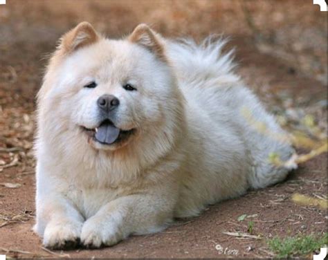 Chow chow blanco PenalbaWeb.com