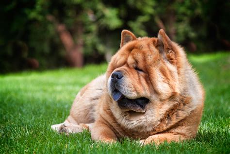 Chow chow PenalbaWeb.com