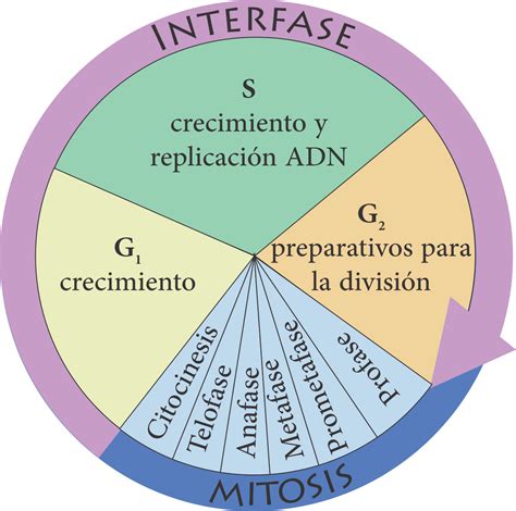 Ciclo PenalbaWeb.com
