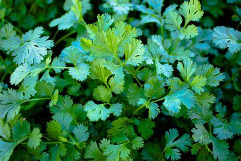 Cilantro PenalbaWeb.com