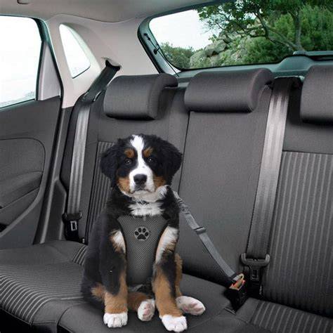 Cinturon seguridad perro PenalbaWeb.com