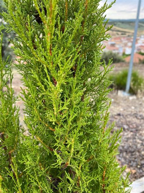 Cipres sempervirens PenalbaWeb.com