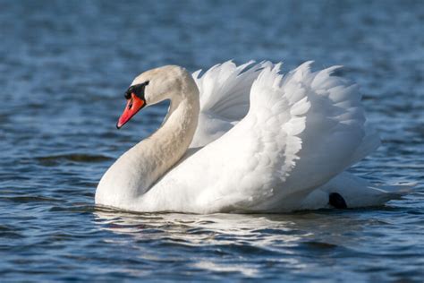 Cisne blanco PenalbaWeb.com