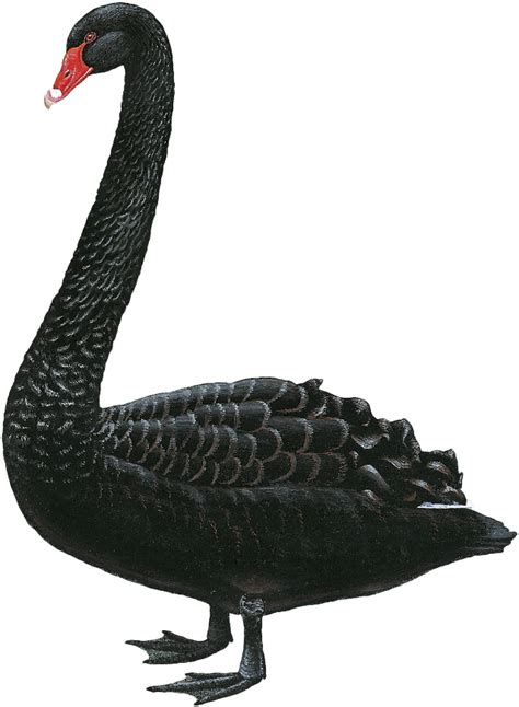 Cisne PenalbaWeb.com