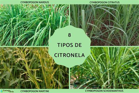 Citronela planta PenalbaWeb.com