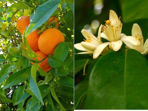 Citrus aurantium PenalbaWeb.com