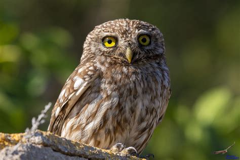 Civetta PenalbaWeb.com