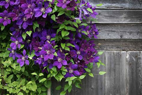 Clematis PenalbaWeb.com