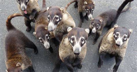 Coatis PenalbaWeb.com