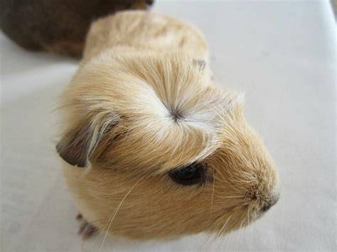 Cobaya pelo corto PenalbaWeb.com