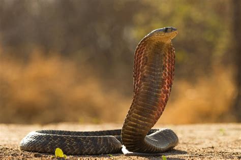 Cobra PenalbaWeb.com