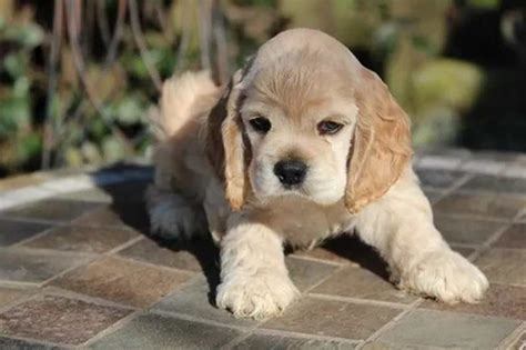 Cocker americano cachorro PenalbaWeb.com