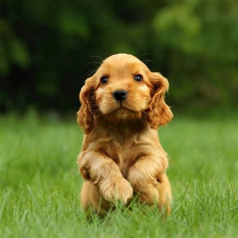 Cocker cachorro PenalbaWeb.com