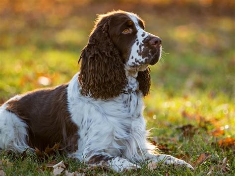 Cocker PenalbaWeb.com