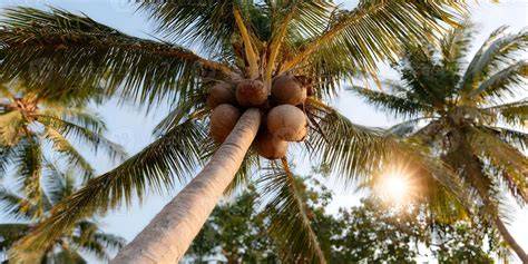Coconut PenalbaWeb.com