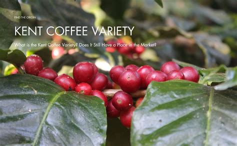 Coffee kent PenalbaWeb.com
