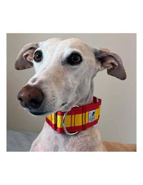 Collar galgo PenalbaWeb.com