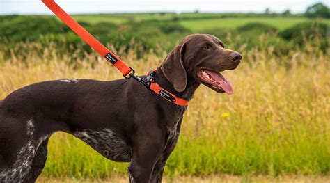 Collars leads PenalbaWeb.com