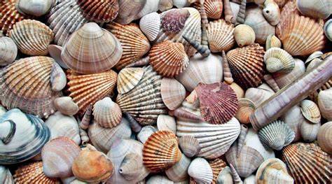 Conchas malacologia PenalbaWeb.com