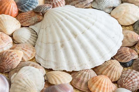 Conchas de mar PenalbaWeb.com