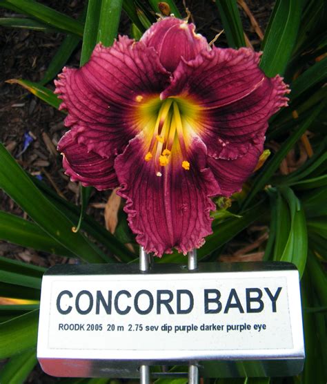 Concord baby PenalbaWeb.com