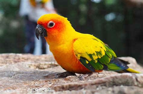 Conures PenalbaWeb.com