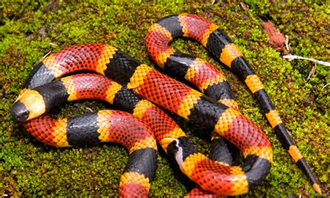 Coral serpiente PenalbaWeb.com