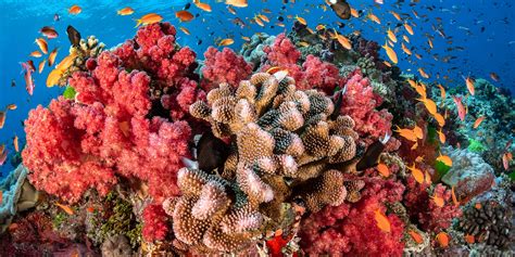 Coral PenalbaWeb.com