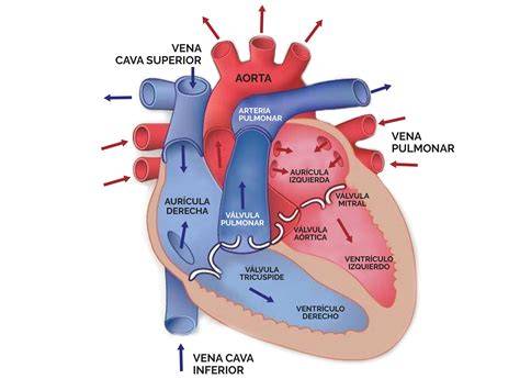 Corazon PenalbaWeb.com