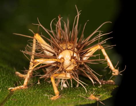 Cordyceps PenalbaWeb.com