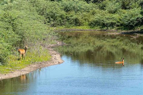 Corumba PenalbaWeb.com