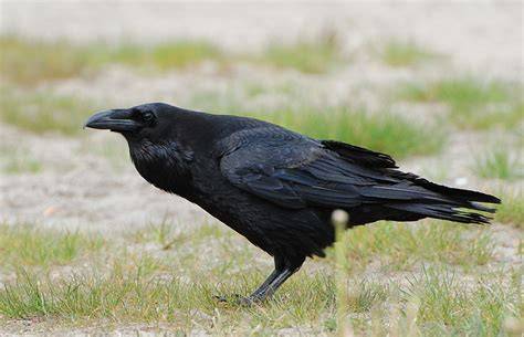 Corvus PenalbaWeb.com