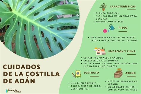 Costilla de adan PenalbaWeb.com