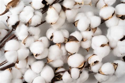 Cotton PenalbaWeb.com
