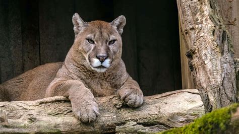 Cougar PenalbaWeb.com