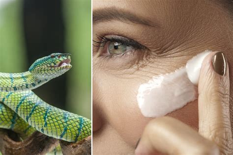 Crema serpiente PenalbaWeb.com