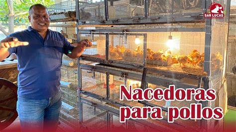 Criadora pollitos PenalbaWeb.com