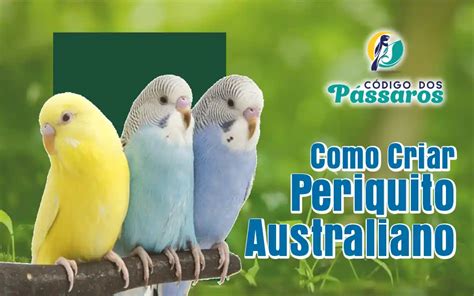 Criar periquito PenalbaWeb.com