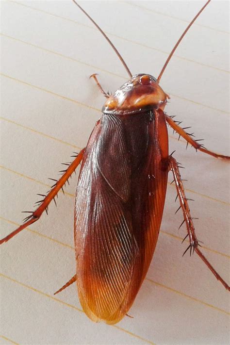 Cucaracha PenalbaWeb.com