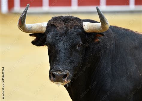 Cuernos de toros PenalbaWeb.com