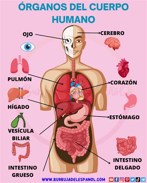 Cuerpo humano PenalbaWeb.com