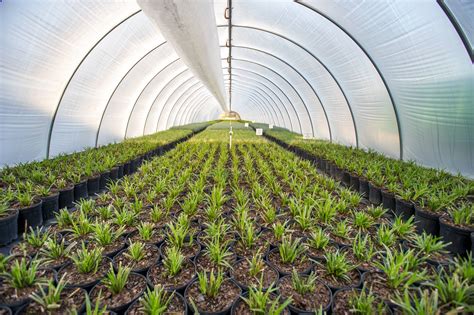 Cultivo PenalbaWeb.com